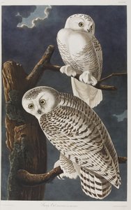 Birds of America」のイラスト