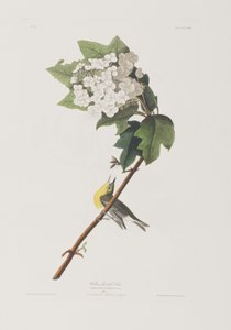 Birds of America」のイラスト 作： John James Audubon