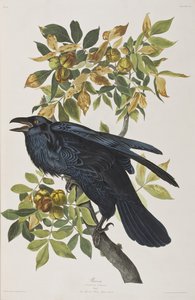 Birds of America」のイラスト 作： John James Audubon