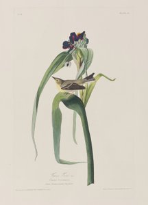 Birds of America」のイラスト 作： John James Audubon
