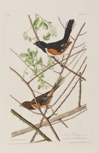 Birds of America」のイラスト 作： John James Audubon