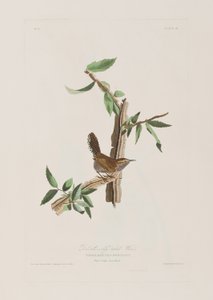 Birds of America」のイラスト