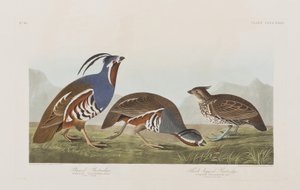 Birds of America」のイラスト 作： John James Audubon