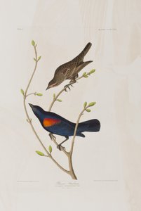 Birds of America」のイラスト
