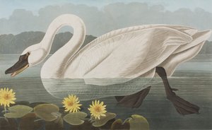 Birds of America」のイラスト 作： John James Audubon