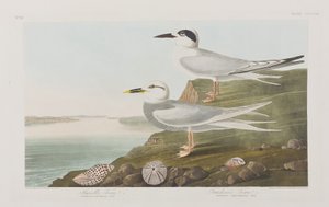 Birds of America」のイラスト