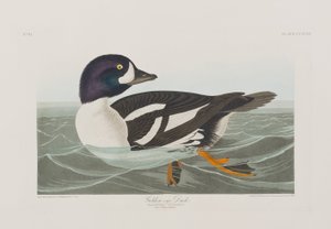 Birds of America」のイラスト 作： John James Audubon