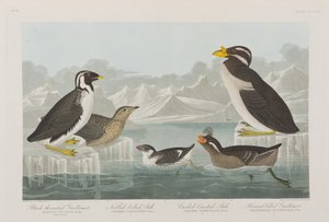 Birds of America」のイラスト 作： John James Audubon