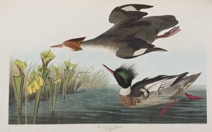 Birds of America」のイラスト 作： John James Audubon