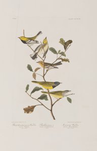 Birds of America」のイラスト 作： John James Audubon