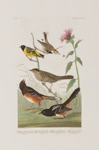 Birds of America」のイラスト 作： John James Audubon