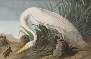Birds of America」のイラスト 作： John James Audubon