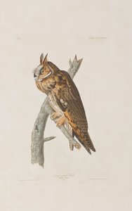 Birds of America」のイラスト 作： John James Audubon