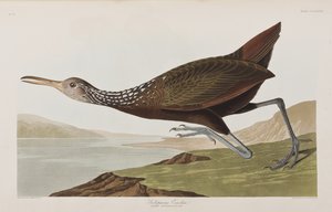 Birds of America」のイラスト 作： John James Audubon