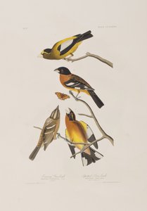 Birds of America」のイラスト 作： John James Audubon