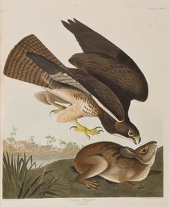 Birds of America」のイラスト 作： John James Audubon