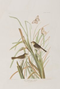 Birds of America」のイラスト 作： John James Audubon