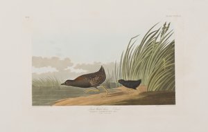 Birds of America」のイラスト 作： John James Audubon