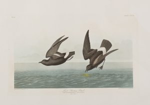 Birds of America」のイラスト 作： John James Audubon