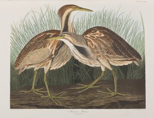 Birds of America」のイラスト 作： John James Audubon