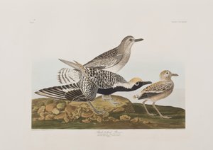 Birds of America」のイラスト 作： John James Audubon