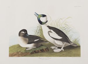 Birds of America」のイラスト 作： John James Audubon