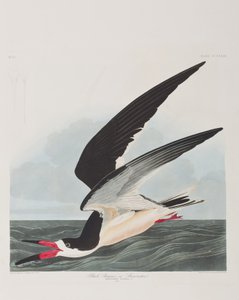 Birds of America」のイラスト