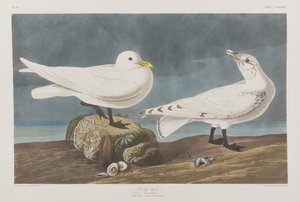 Birds of America」のイラスト 作： John James Audubon