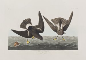 Birds of America」のイラスト 作： John James Audubon