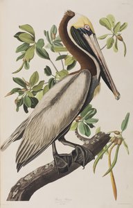 Birds of America」のイラスト