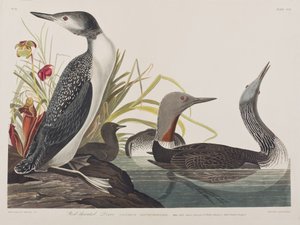 Birds of America」のイラスト 作： John James Audubon