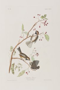 Birds of America」のイラスト 作： John James Audubon