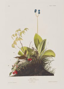 Birds of America」のイラスト 作： John James Audubon
