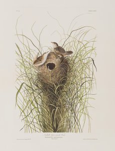 Birds of America」のイラスト 作： John James Audubon