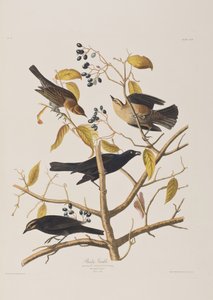 Birds of America」のイラスト 作： John James Audubon