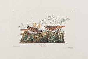 Birds of America」のイラスト 作： John James Audubon