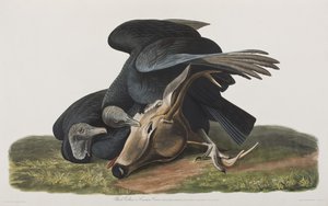 Birds of America」のイラスト 作： John James Audubon