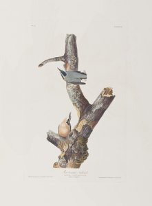 Birds of America」のイラスト 作： John James Audubon