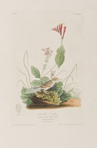 Birds of America」のイラスト 作： John James Audubon