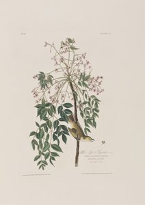 Birds of America」のイラスト 作： John James Audubon