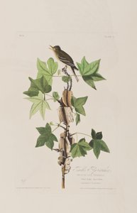 Birds of America」のイラスト 作： John James Audubon