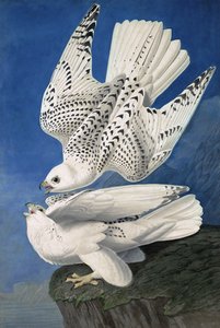 Jerまたはアイスランドファルコン、ファルコアイランディカス、ジョンJ.オーデュボン、パブによる「アメリカの鳥」から。 1827-38 作： John James Audubon