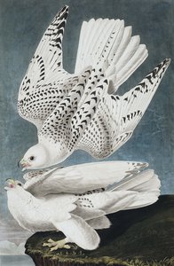 Jerまたはアイスランドファルコン、ファルコアイランディカス、ジョンJ.オーデュボン、パブによる「アメリカの鳥」から。 1827-38 作： John James Audubon