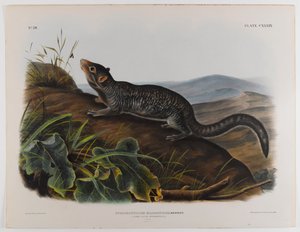 大きな尾を持つ精子 作： John James Audubon