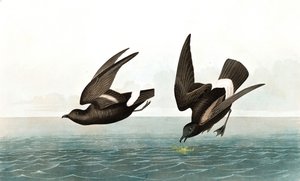 ジョン・J・オーデュボンのパブ「The Birds of America」のタラシドロマ・ペラジカ。 1827-38
