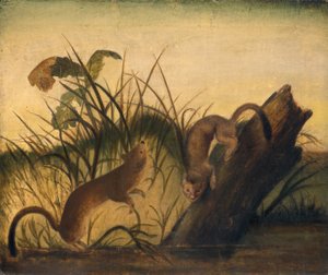 ロングテールイタチ、c。 1845年。 作： John James Audubon