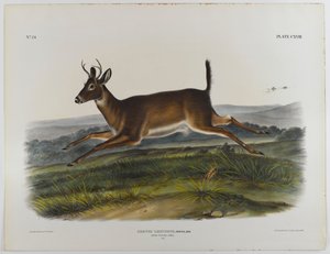 長い尾のシカ、1847 作： John James Audubon