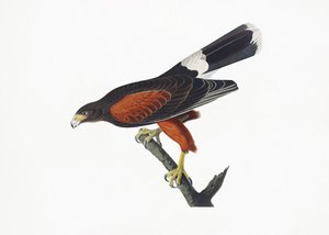  作： John James Audubon