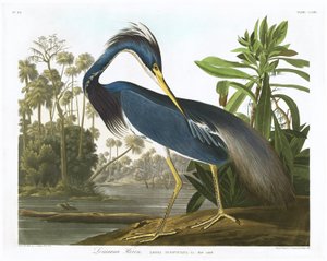 ルイジアナヘロン、1834年