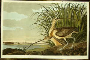 男性と女性の長い請求カーリュー 作： John James Audubon